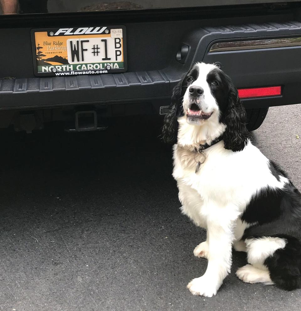 A puppy sits in front of a specialized Blue Ridge Parkway license plate, which helped raise over half a million dollars for the Blue Ridge Parkway Foundation in 2023.