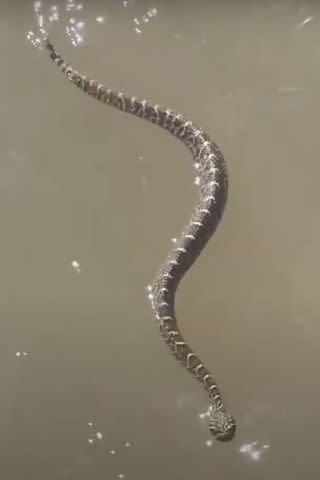 <p>Brooke Howard</p> A rattlesnake in Caney Creek near Sargent, Texas