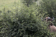 A bison chews on a bush at a wildlife sanctuary in Milovice, Czech Republic, Friday, July 17, 2020. Wild horses, bison and other big-hoofed animals once roamed freely in much of Europe. Now they are transforming a former military base outside the Czech capital in an ambitious project to improve biodiversity. Where occupying Soviet troops once held exercises, massive bovines called tauros and other heavy beasts now munch on the invasive plants that took over the base years ago. (AP Photo/Petr David Josek)