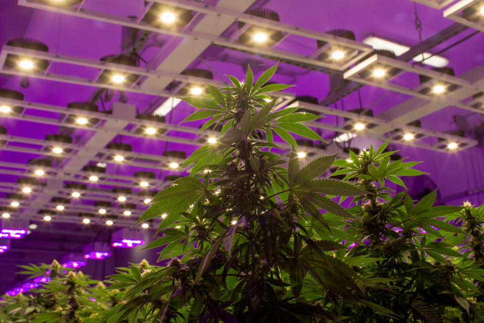 Cannabis plants fill a room in an aquaponics grow operation. Photo: Reuters/Carlos Osorio