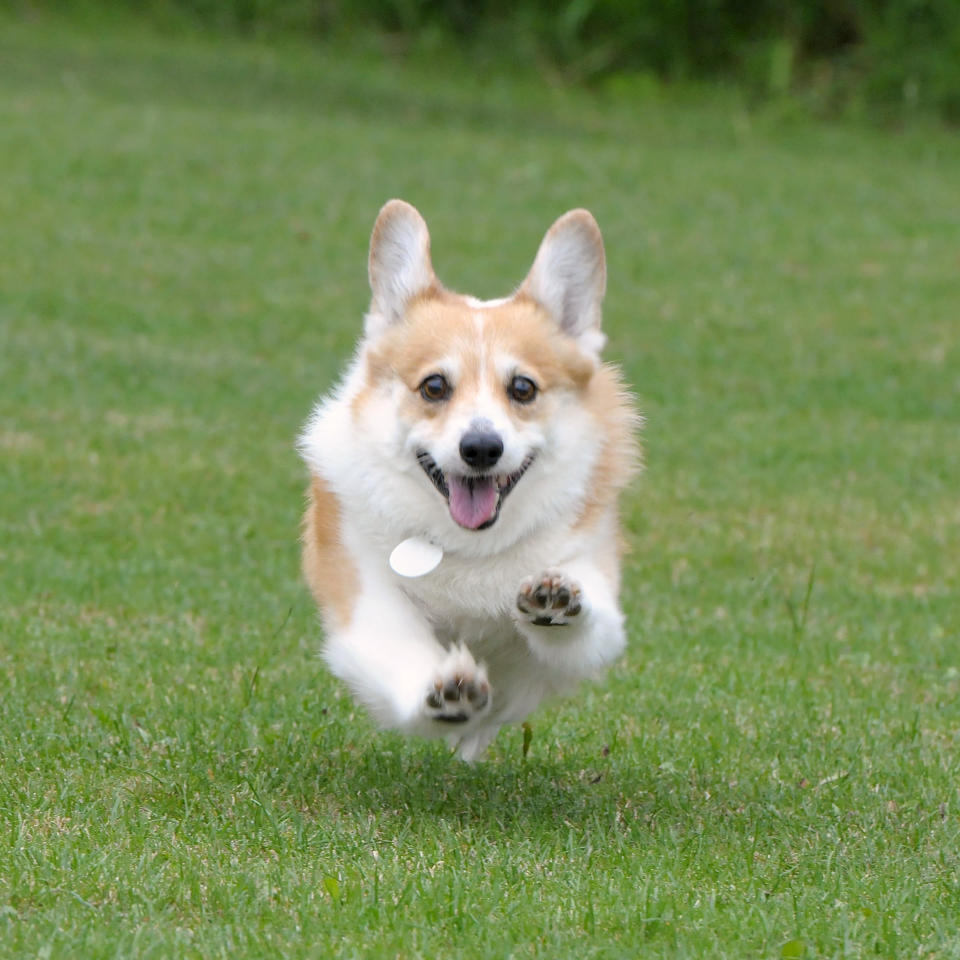 dog, pembroke welsh corgi, smiling, grass