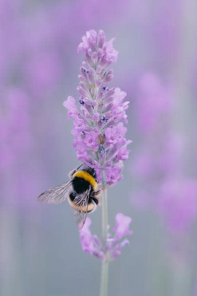 Bumblebees can integrate information from different senses – a useful skill when foraging from colourful flowers. <a href="https://unsplash.com/photos/L3z12pKGq-Y" rel="nofollow noopener" target="_blank" data-ylk="slk:NON/Unsplash;elm:context_link;itc:0" class="link ">NON/Unsplash</a>