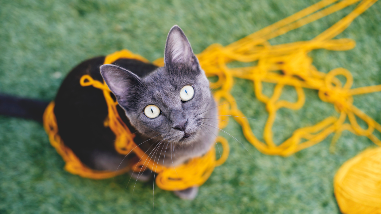  Russian blue cat tangled up in yellow yarn looking up at the camera. 