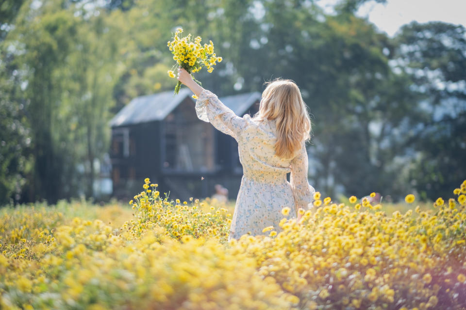 Woman picking flowers in a meadow at sunset, Chiangmai, Thailand