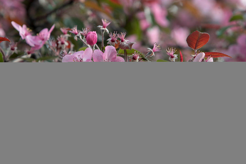 A branch of apple blossom flowers