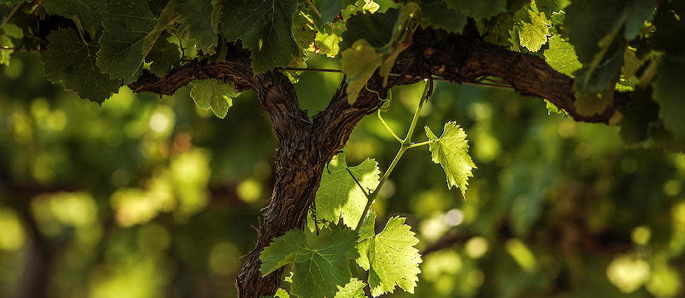 Détail de vigne, vignoble de la vallée du Rhône.
