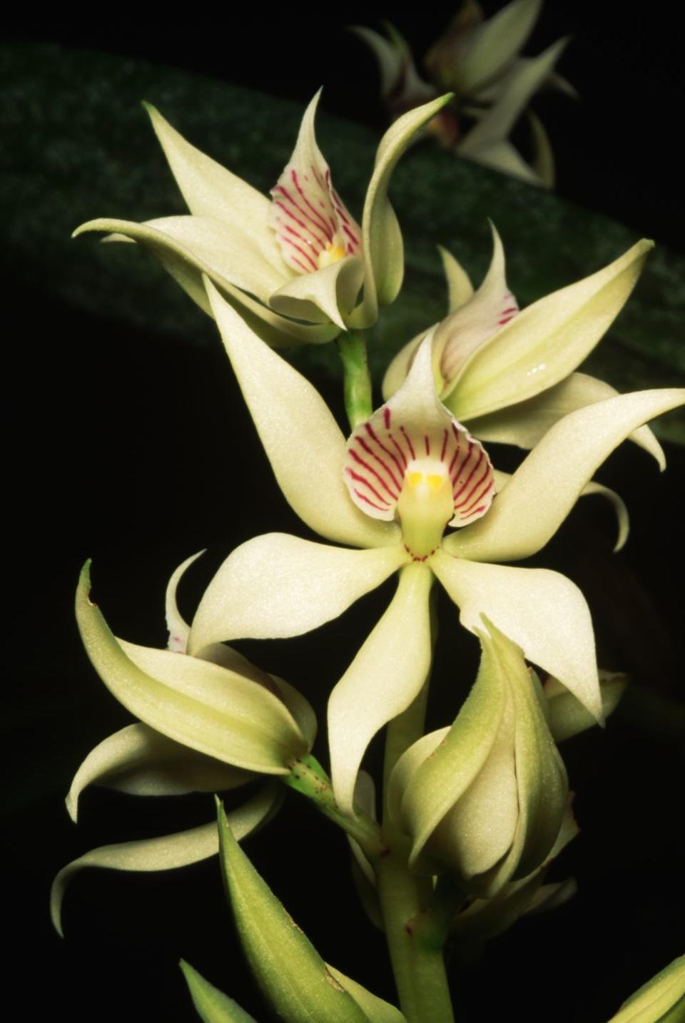 Encyclia