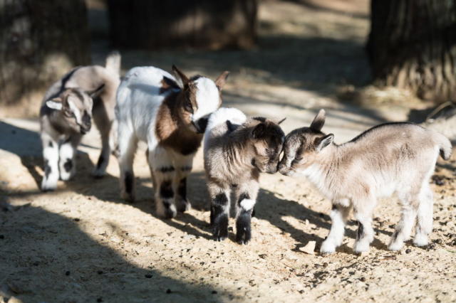 These 1-day-old baby goats jumping and wearing sweaters will kinda