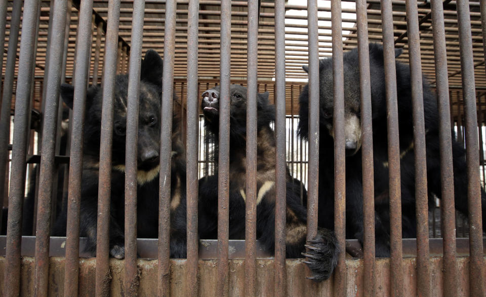 In this photo taken on Jan. 24, 2014, bears look out from a cage at a bear farm in Dangjin, south of Seoul, South Korea. Several bears lie stacked on top of each other, as still as teddy bears, as they gaze out past rusty iron bars. Others pace restlessly. The ground below their metal cages is littered with feces, Krispy Kreme doughnuts, dog food and fruit. They’ve been kept in these dirty pens since birth, bred for a single purpose: to be killed for their bile. (AP Photo/Lee Jin-man)