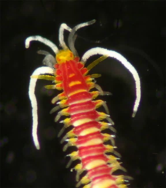 This colorful worm is likely a new species of the genus Myrianida, which was found in coral rubble in the Philippines. View more images on LiveScience.com. (Photo credit: Chrissy Piotrowski, California Academy of Sciences)