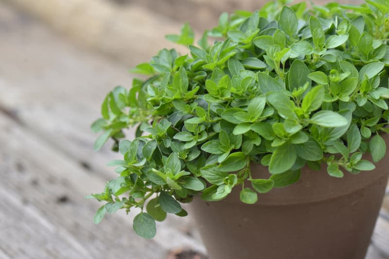 Leaf of oregano plant growing in a flower pot on wooden background.