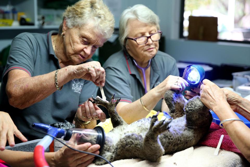 Koala hospital Australia bushfires