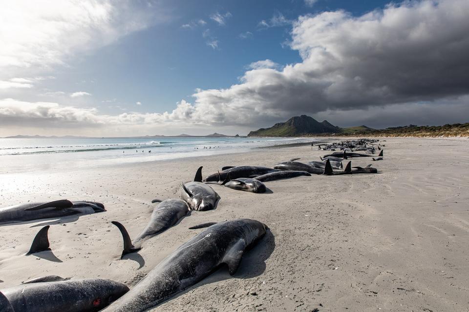 mass pilot whale stranding on Chatham Islands, New Zealand on October 8, 2022