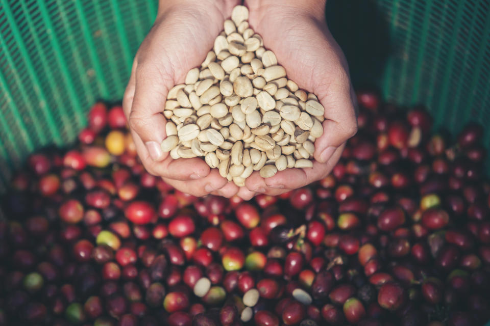 ¿Cuánto café da cada árbol?