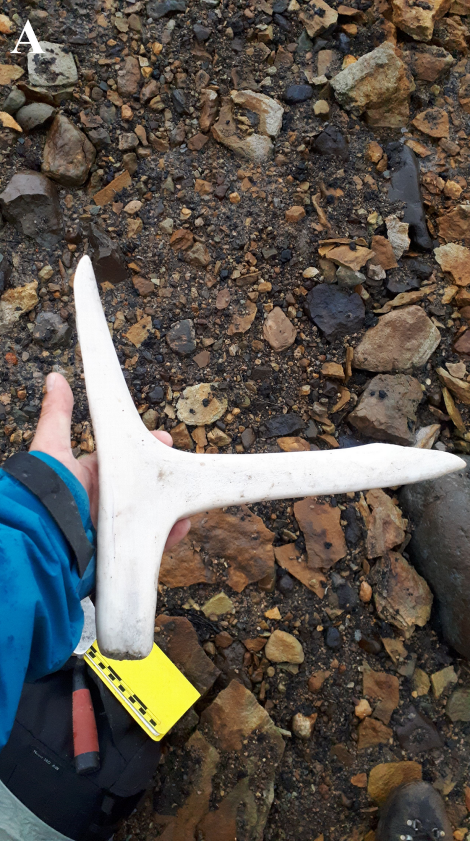 A 5,300-year-old antler shaped like an ice pick found in the melting ice.