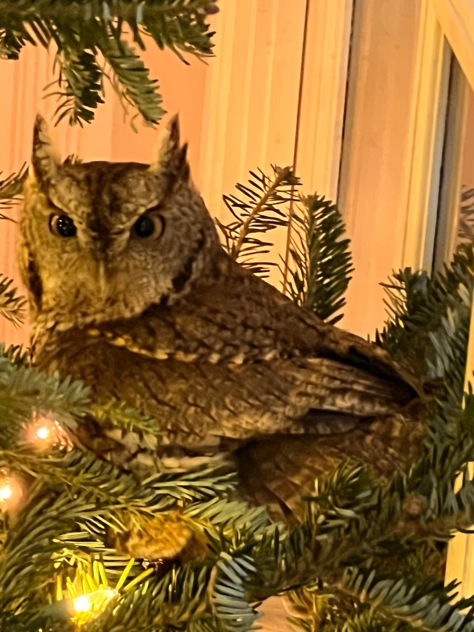 Pictures of the owl found in Christmas tree.