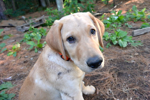 dog, yellow labrador retriever, yellow lab, dog days of summer