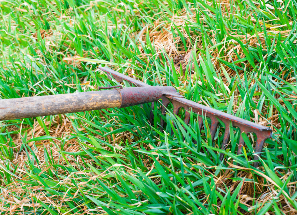 Rejuvenate Your Lawn with 7 Spring Musts