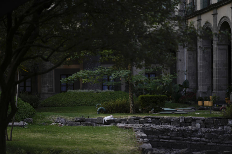 Coco rests in the National Palace grounds, in Mexico City, Thursday, March 4, 2024. Coco is one of nineteen palace cats that have made history after the government of Mexican President Andrés Manuel López Obrador declared them to be "living fixed assets", the first animals in Mexico to receive the title. (AP Photo/Eduardo Verdugo)