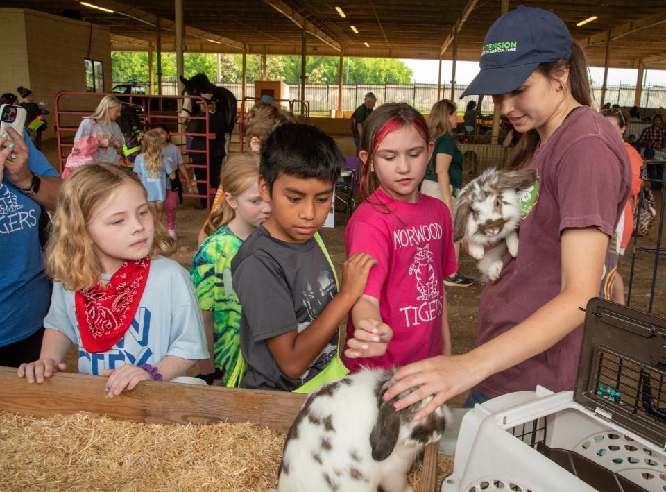 Alyssa Ross, from Powell, shows Holland Lop Lion Head Rabbits to Knox County Elementary School children at the  2023 Knox County Farm Bureau Farm Day on Tuesday May 16, 2023.