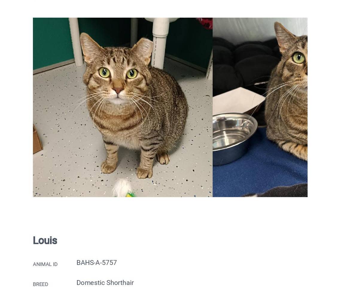 Louis, shown here in a screenshot from the Belleville Area Humane Society’s website, is available for adoption.