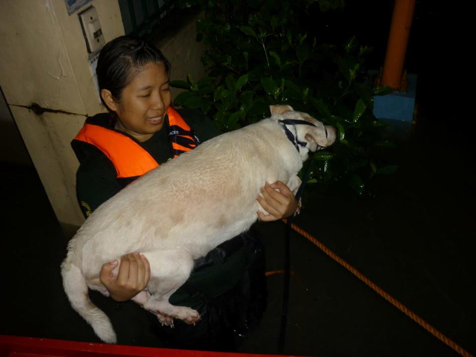 PAWS volunteer Cha Laxamana carries a stranded dog to safety in Riverside, Pasig