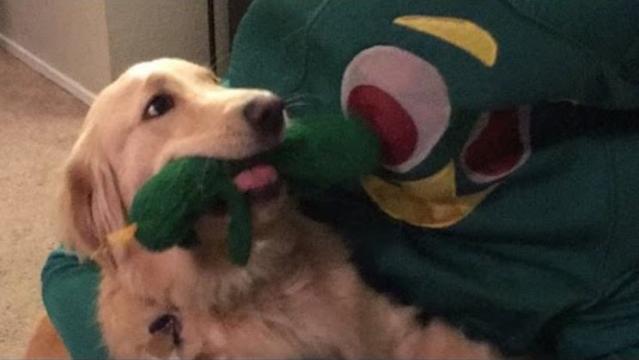 Golden Retriever Sees Her Favourite Toy