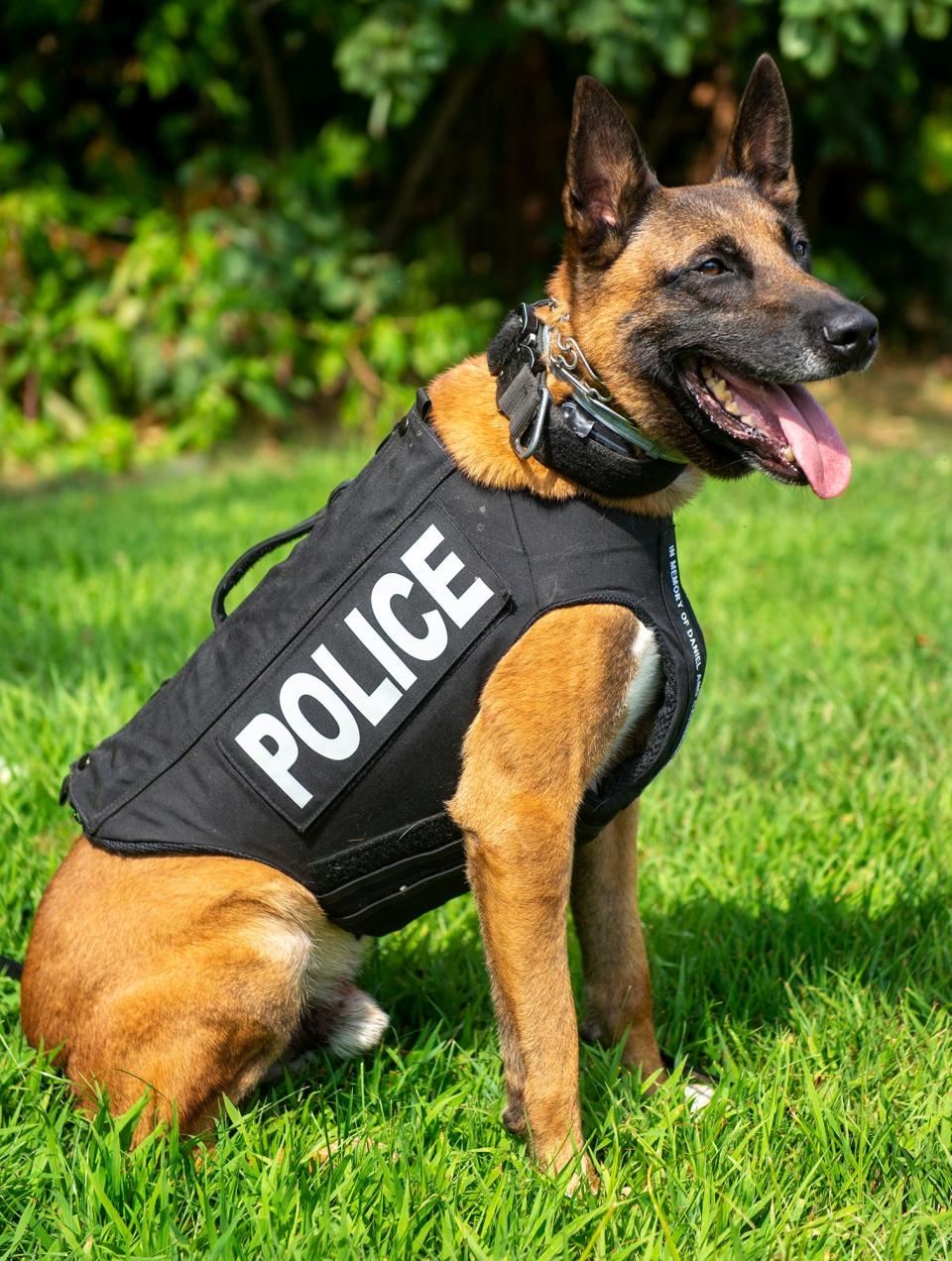 Jocko, a Belgian Malinois who is K-9 partner of Hudson police officer Sam Leandres, is among the dogs featured in Vest-a-Dog's 2022 calendar, Aug. 5, 2022.