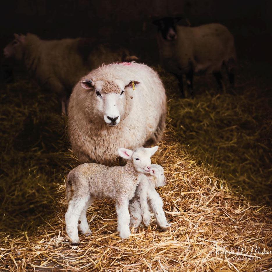 Ewe and lambs