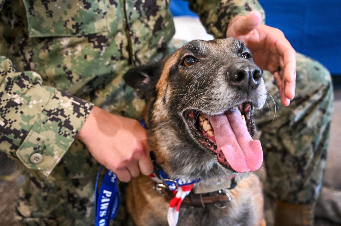 MWD Bravo 069, Don, or Donnie as his former handler Carlos Aranda calls him, appears happy to be with Aranda during a reunion organized by Paws of War at the Hampton Inn in Selma on Monday, Aug. 26, 2024. Donnie will live out his life in retirement with Aranda.