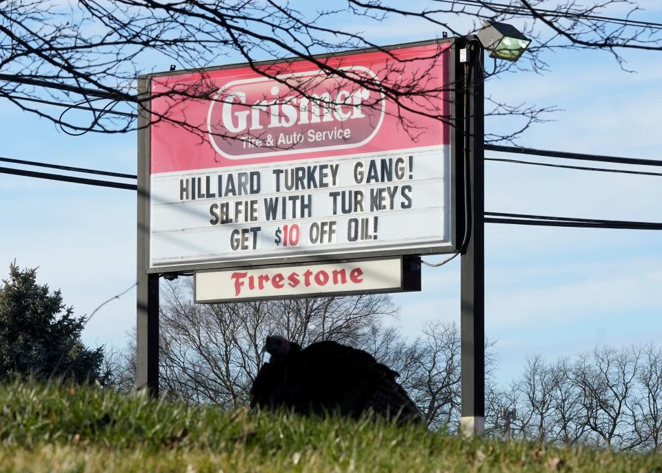Feb. 21, 2023; Columbus, OH, U.S.; A wild turkeys is silhouetted in front of a sign at Grismer Tire & Auto Service on Leap Road offering a discount for customers who take a selfie with the birds. The "Hilliard Turkey Gang" has a Facebook page with hundreds of fans but the city has concerns about the birds who stop traffic crossing Cemetery Road to roost in the evenings. A third turkey was injured is currently being cared for at the Ohio Wildlife Center. Mandatory Credit: Barbara J. Perenic/Columbus Dispatch