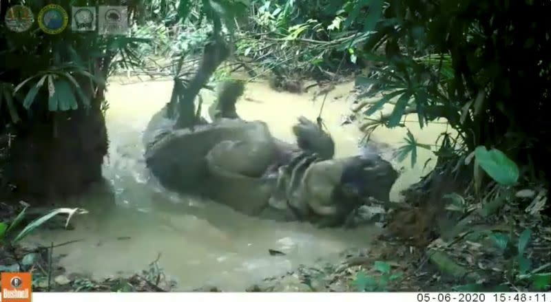 Still image from video of a seven-year-old male Javan rhinoceros enjoying a mud bath in Ujung Kulon National Park in Banten, Indonesia
