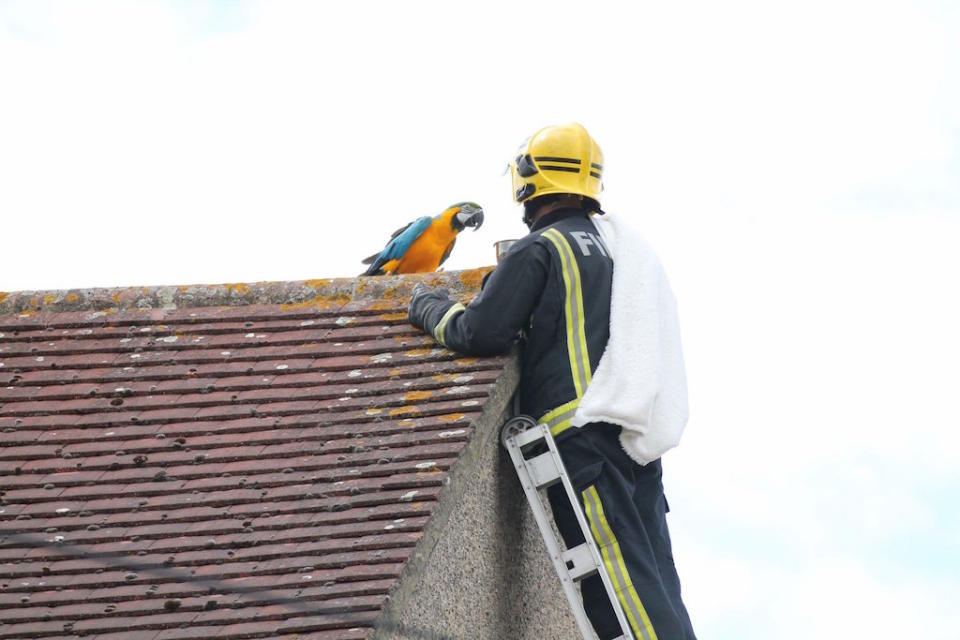 The parrot had some choice words for the firefighter (Picture: London Fire Brigade)