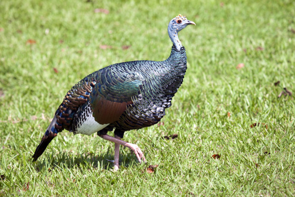 Belize, Orange walk, La Milpa, Ocellated Turkey (Meleagris ocellata), listed as Near Threatened on IUCN red list