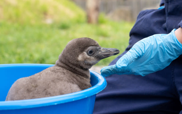 Eleven Penguin Chicks Hatch At Chester Zoo - The Most To Emerge During ‘Hatching Season’ At The Zoo For More Than A Decade