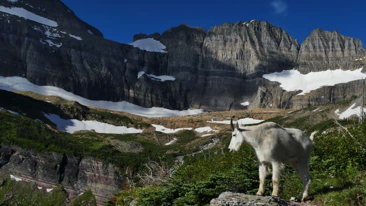 <span class="article__caption">A local on the Grinnell Glacier trail, Many Glacier area </span>(Photo: Jeff Miller/Getty)