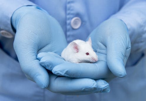 <span class="caption">Lab mouse.</span> <span class="attribution"><a class="link " href="https://www.shutterstock.com/download/success?u=http%3A%2F%2Fdownload.shutterstock.com%2Fgatekeeper%2FW3siZSI6MTUzMTg1MjIwNiwiYyI6Il9waG90b19zZXNzaW9uX2lkIiwiZGMiOiJpZGxfNjA1MjI2NTU0IiwiayI6InBob3RvLzYwNTIyNjU1NC9odWdlLmpwZyIsIm0iOjEsImQiOiJzaHV0dGVyc3RvY2stbWVkaWEifSwiRDM1emtNZklEY0pFcUkxb3IwdmRWcDI4aEZzIl0%2Fshutterstock_605226554.jpg&pi=33421636&m=605226554&src=pI7U5fqXdJskMTLX_u62Vg-1-2" rel="nofollow noopener" target="_blank" data-ylk="slk:Unol/Shutterstock;elm:context_link;itc:0;sec:content-canvas">Unol/Shutterstock</a></span>