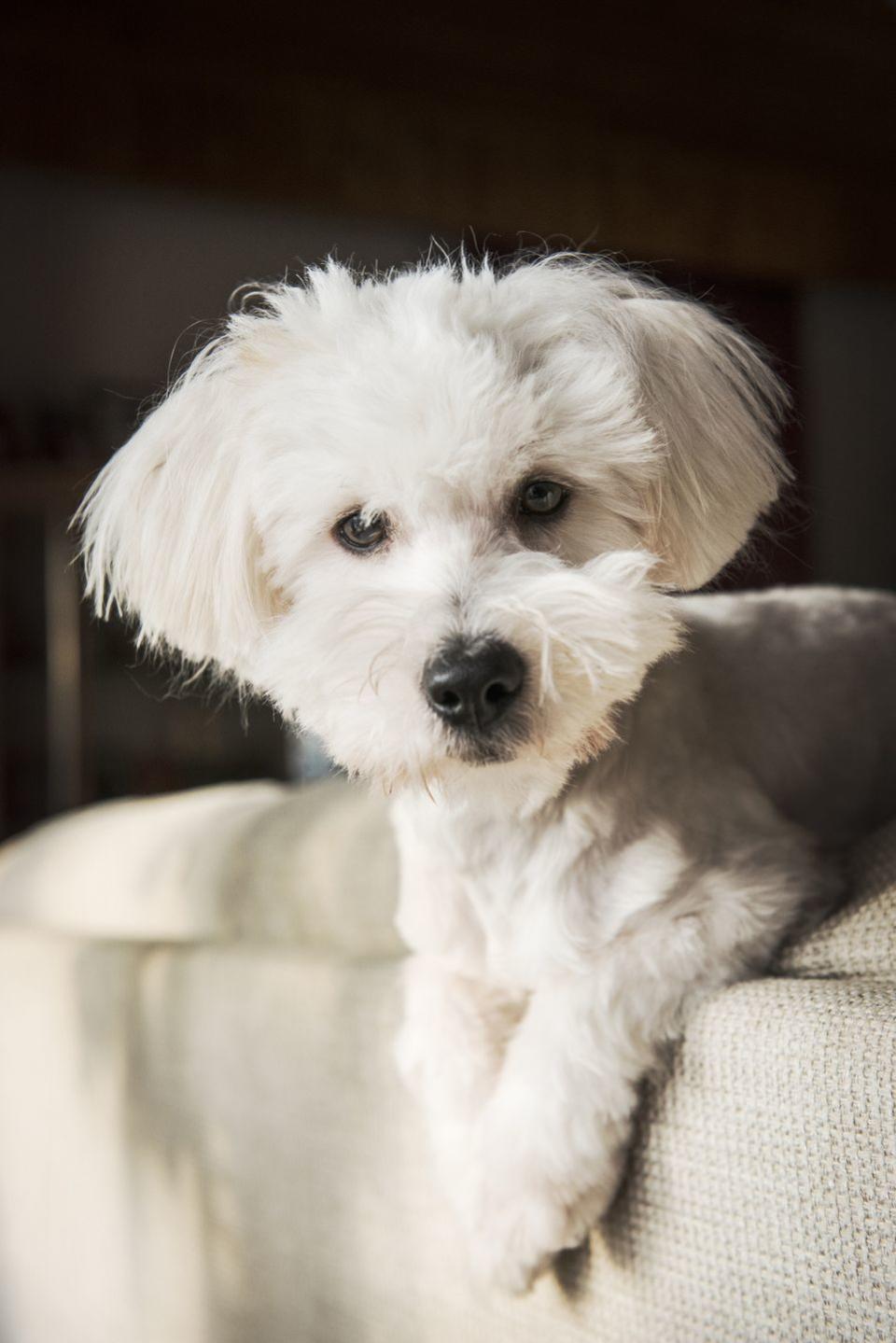 Coton de Tulear