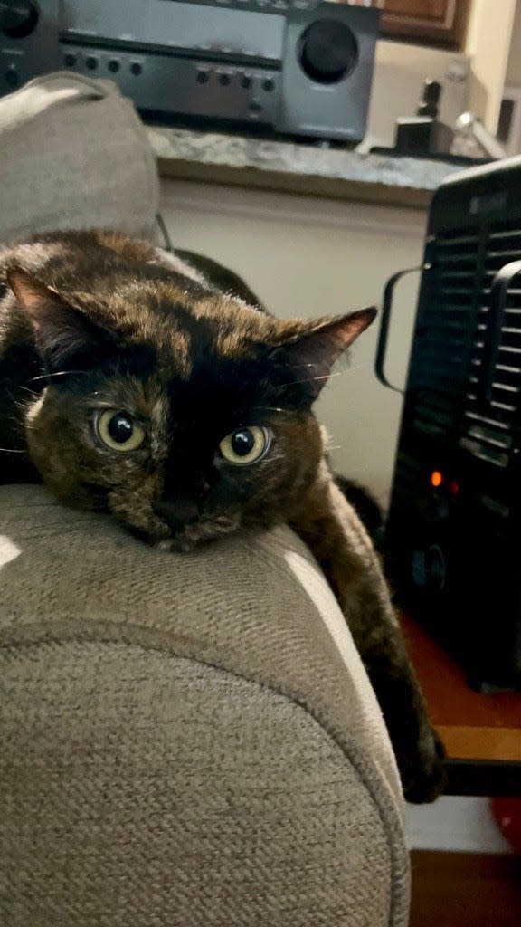 Amelia Robinson's cat Lil BeBe Num Num hogging a small space heater.