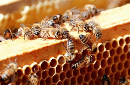 Honeybees are seen during the harvest of honey from tens of thousands honeybees permanently placed in a courtyard of an office building at the lower house of the German parliament Bundestag in Berlin, Germany, August 23, 2017. REUTERS/Fabrizio Bensch/Files