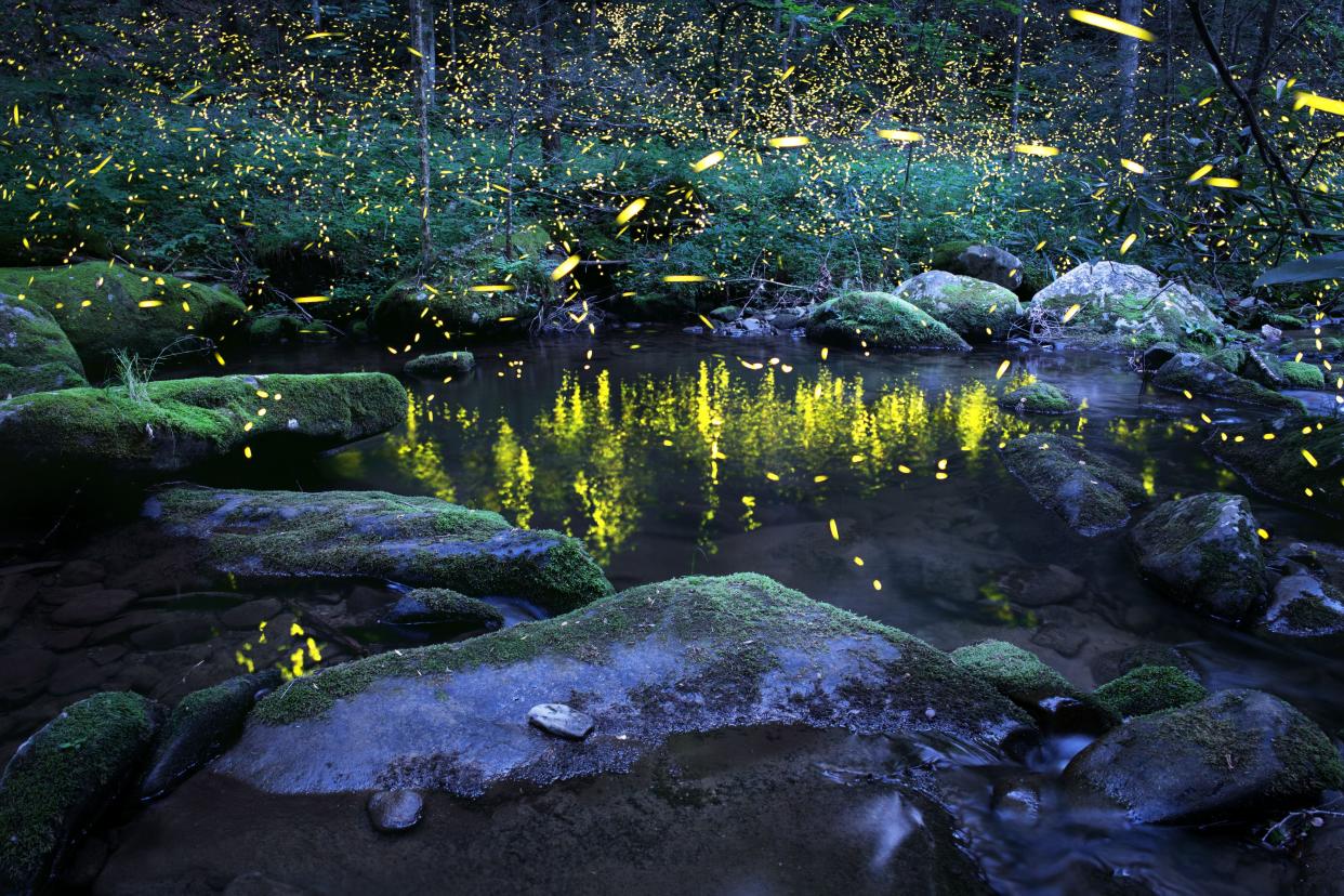 The spectacle of synchronous fireflies (Photinus carolinus) has attracted people from all 50 U.S states to visit Elkmont Campground in Great Smoky Mountains National Park.