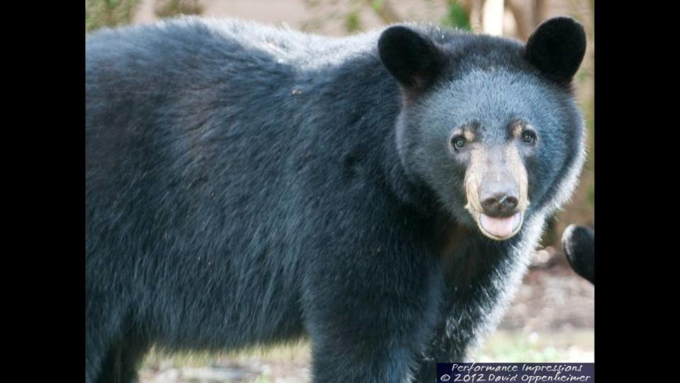 David Oppenheimer often photographs bears in his backyard in Asheville, North Carolina.