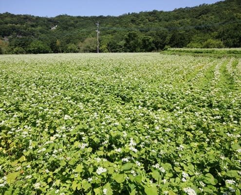 地點：豊後高田市全域