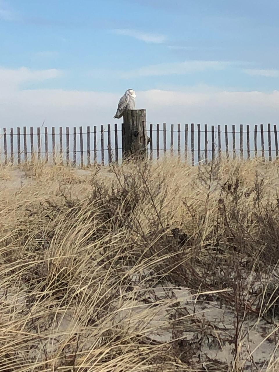 A snowy owl rests on a post at Duxbury Beach.