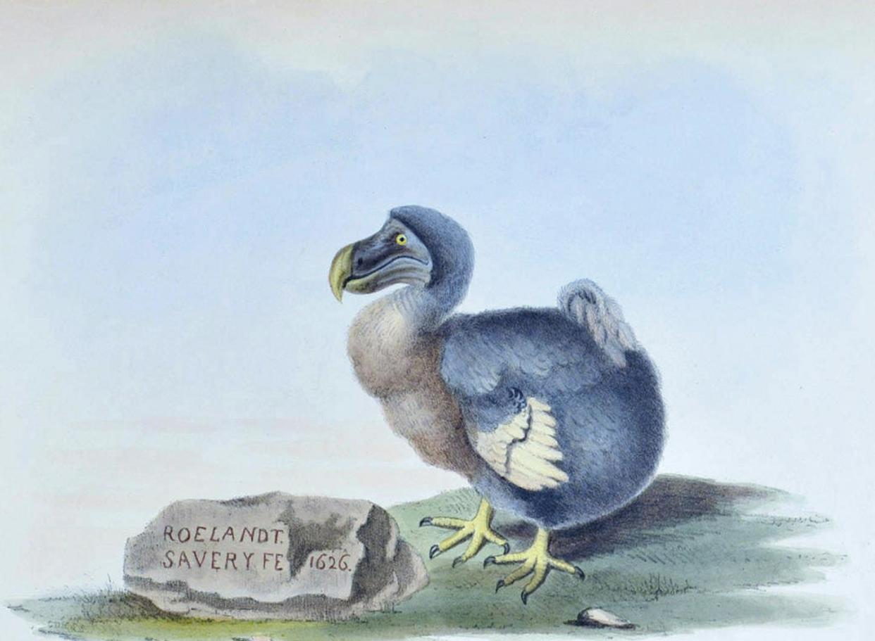 El dodo era una ave no voladora que vivía en Isla Mauricio y se extinguió a finales del siglo XVII. <a href="https://commons.wikimedia.org/wiki/File:ExtPassdodo-ea-rs05.jpg" rel="nofollow noopener" target="_blank" data-ylk="slk:Ilustración de 1848. Wikimedia Commons.;elm:context_link;itc:0;sec:content-canvas" class="link ">Ilustración de 1848. Wikimedia Commons.</a>, <a href="http://creativecommons.org/licenses/by/4.0/" rel="nofollow noopener" target="_blank" data-ylk="slk:CC BY;elm:context_link;itc:0;sec:content-canvas" class="link ">CC BY</a>