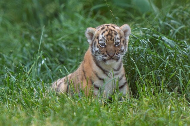 Tiger cubs at Banham Zoo