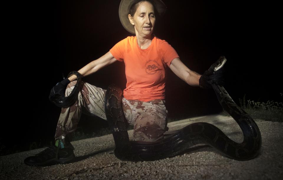 Donna Kalil captures a wild Burmese python in the Everglades west of Miami. She hunts several days a week and has notched hundreds of the invasive species.