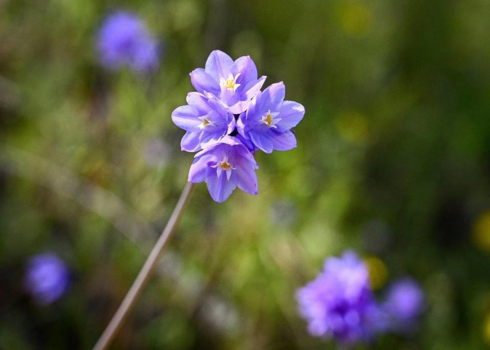 Blue dicks grow on a hillside along the San Joaquin River Trail on Wednesday, April 12, 2023.