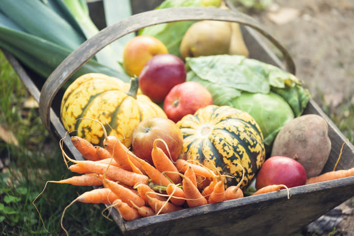 Fall produce, including carrots, pumpkins, squash, cabbage, apples, and potatoes