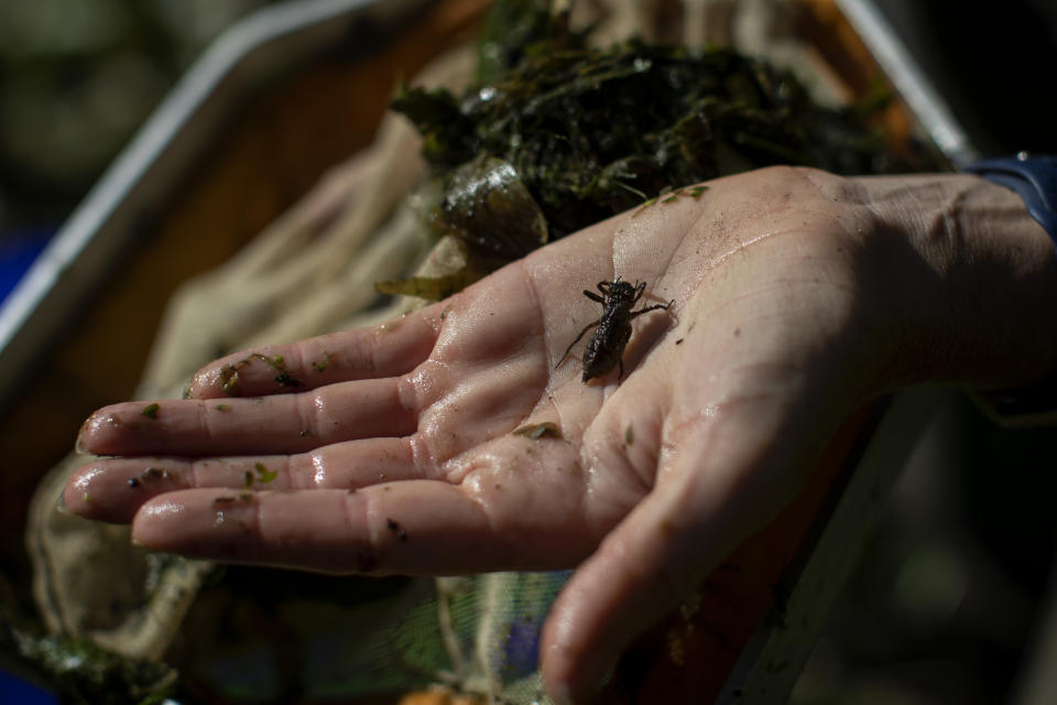 Helen Greaves, una estudiante de posgrado que forma parte del Pond Restoration Research Group del University College de Londres, sostiene un escarabajo de un humedal, en una zona agrícola cerca de Hindolveston, Dereham, en el este de Inglaterra, el 13 de septiembre de 2019. Nick Anema, un agricultor de Dereham, dice que su visión del trabajo difiere mucho de la de su padre, que veía la naturaleza como un obstáculo a superar. La agricultura demasiado intensiva degrada el suelo. Cultivar hasta los límites de un terreno no deja espacio para que crezcan las flores que atraen a abejas e insectos para polinizar las plantaciones. (AP Foto/Emilio Morenatti)